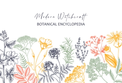 Apothecary plant border design. Witchcraft background. Herbal remedies, medicinal plants, witch herbs hand-drawn vector illustration. Vinatge card template. NOT AI genereted